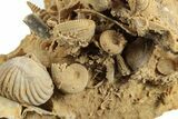 Miniature Fossil Cluster (Ammonites, Brachiopods) - France #248423-2